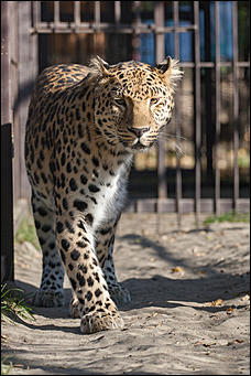 26 сентябрь 2016 г., Барнаул © Амител Вячеслав Мельников   Грация и величие: "кошки" барнаульского зоопарка