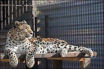 26 сентябрь 2016 г., Барнаул © Амител Вячеслав Мельников   Грация и величие: "кошки" барнаульского зоопарка