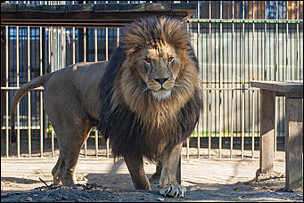 26 сентябрь 2016 г., Барнаул © Амител Вячеслав Мельников   Грация и величие: "кошки" барнаульского зоопарка