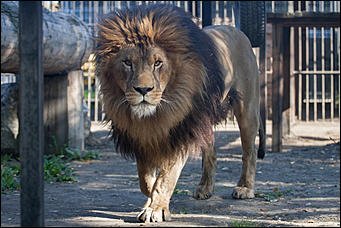 26 сентябрь 2016 г., Барнаул © Амител Вячеслав Мельников   Грация и величие: "кошки" барнаульского зоопарка