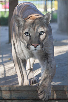 26 сентябрь 2016 г., Барнаул © Амител Вячеслав Мельников   Грация и величие: "кошки" барнаульского зоопарка