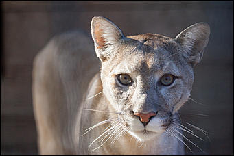 26 сентябрь 2016 г., Барнаул © Амител Вячеслав Мельников   Грация и величие: "кошки" барнаульского зоопарка