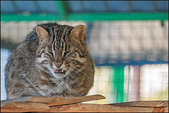 26 сентябрь 2016 г., Барнаул © Амител Вячеслав Мельников   Грация и величие: "кошки" барнаульского зоопарка