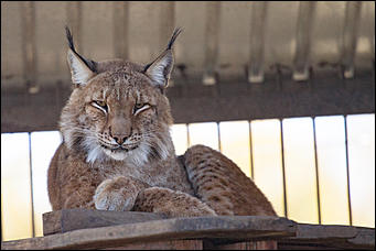 26 сентябрь 2016 г., Барнаул © Амител Вячеслав Мельников   Грация и величие: "кошки" барнаульского зоопарка