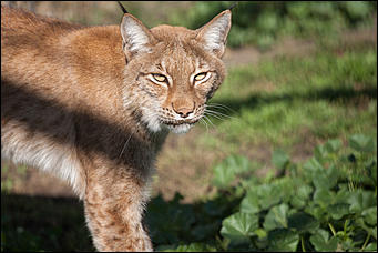26 сентябрь 2016 г., Барнаул © Амител Вячеслав Мельников   Грация и величие: "кошки" барнаульского зоопарка
