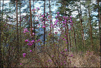 23 мая 2008 г.   Рафтинг на Алтае-2008