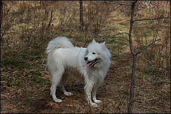 23 мая 2008 г.   Рафтинг на Алтае-2008