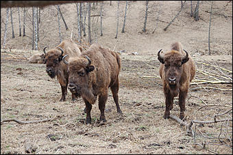 23 мая 2008 г.   Рафтинг на Алтае-2008