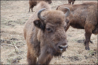 23 мая 2008 г.   Рафтинг на Алтае-2008