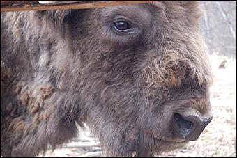 23 мая 2008 г.   Рафтинг на Алтае-2008