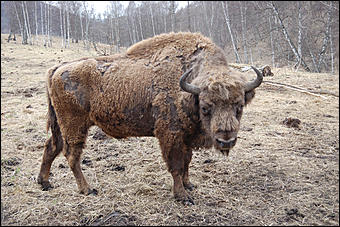 23 мая 2008 г.   Рафтинг на Алтае-2008