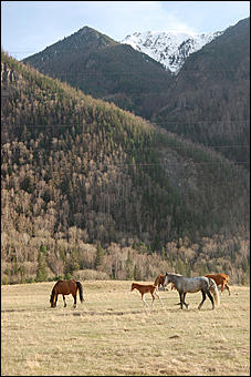 23 мая 2008 г.   Рафтинг на Алтае-2008