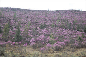 23 мая 2008 г.   Рафтинг на Алтае-2008