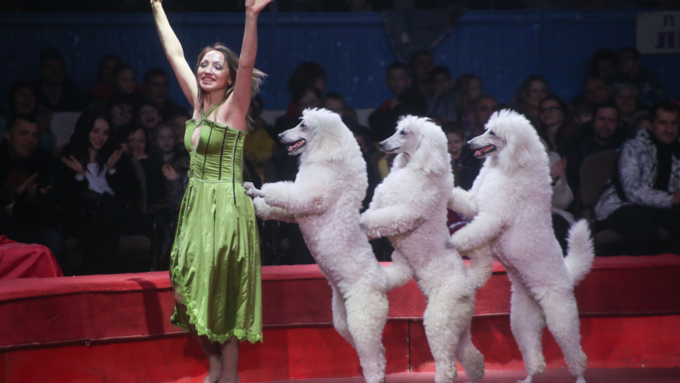 28 декабря 2017 г., Барнаул   Цирк, да и только: в Барнауле состоялась премьера новогоднего циркового шоу
