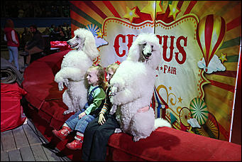 28 декабря 2017 г., Барнаул   Цирк, да и только: в Барнауле состоялась премьера новогоднего циркового шоу