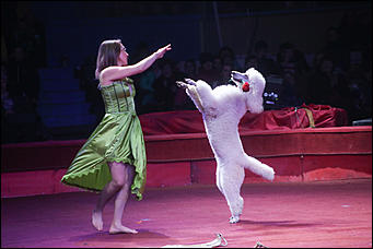 28 декабря 2017 г., Барнаул   Цирк, да и только: в Барнауле состоялась премьера новогоднего циркового шоу