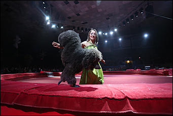 28 декабря 2017 г., Барнаул   Цирк, да и только: в Барнауле состоялась премьера новогоднего циркового шоу