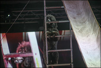 28 декабря 2017 г., Барнаул   Цирк, да и только: в Барнауле состоялась премьера новогоднего циркового шоу