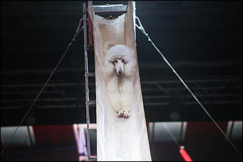 28 декабря 2017 г., Барнаул   Цирк, да и только: в Барнауле состоялась премьера новогоднего циркового шоу