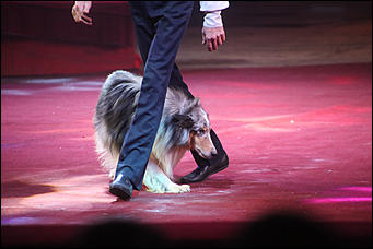 28 декабря 2017 г., Барнаул   Цирк, да и только: в Барнауле состоялась премьера новогоднего циркового шоу