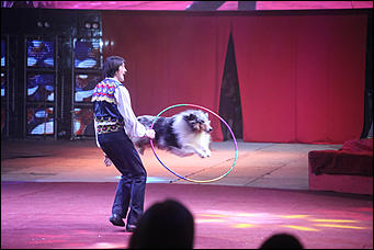 28 декабря 2017 г., Барнаул   Цирк, да и только: в Барнауле состоялась премьера новогоднего циркового шоу