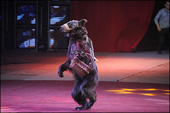 28 декабря 2017 г., Барнаул   Цирк, да и только: в Барнауле состоялась премьера новогоднего циркового шоу