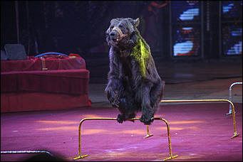 28 декабря 2017 г., Барнаул   Цирк, да и только: в Барнауле состоялась премьера новогоднего циркового шоу