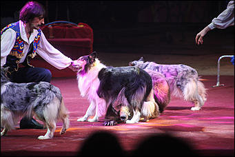 28 декабря 2017 г., Барнаул   Цирк, да и только: в Барнауле состоялась премьера новогоднего циркового шоу
