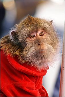 15 сентября 2007 г., Барнаул   Барнаул праздничный (фото Кристины Красниковой)