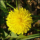 16 мая 2008 г., Барнаул   "Город сад"