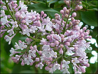 16 мая 2008 г., Барнаул   "Город сад"