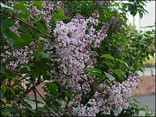 16 мая 2008 г., Барнаул   "Город сад"