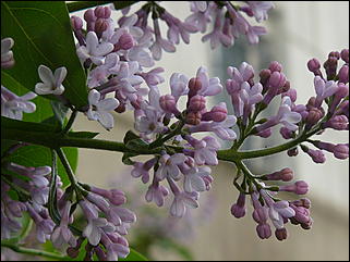 16 мая 2008 г., Барнаул   "Город сад"