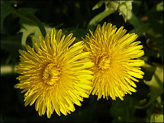 16 мая 2008 г., Барнаул   "Город сад"