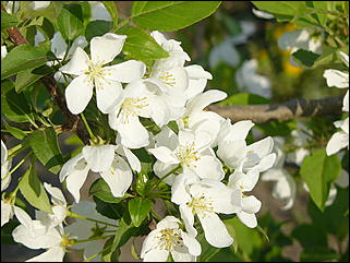 16 мая 2008 г., Барнаул   "Город сад"