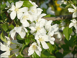 16 мая 2008 г., Барнаул   "Город сад"