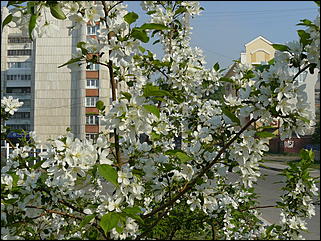 16 мая 2008 г., Барнаул   "Город сад"