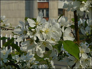 16 мая 2008 г., Барнаул   "Город сад"