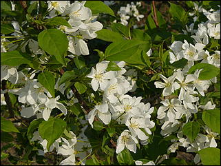 16 мая 2008 г., Барнаул   "Город сад"