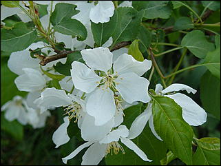 16 мая 2008 г., Барнаул   "Город сад"