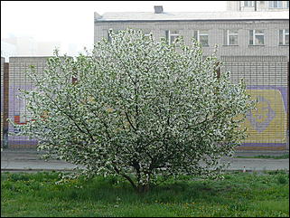 16 мая 2008 г., Барнаул   "Город сад"