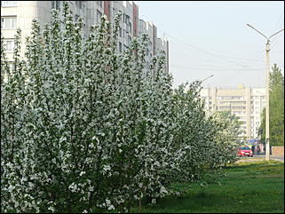 16 мая 2008 г., Барнаул   "Город сад"