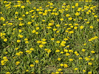 16 мая 2008 г., Барнаул   "Город сад"