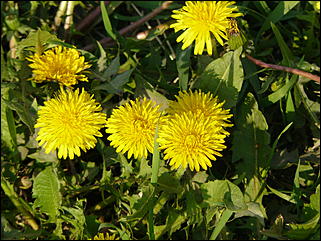 16 мая 2008 г., Барнаул   "Город сад"