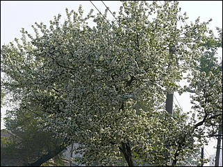 16 мая 2008 г., Барнаул   "Город сад"