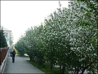 16 мая 2008 г., Барнаул   "Город сад"