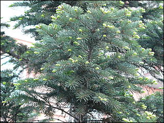 16 мая 2008 г., Барнаул   "Город сад"