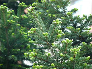 16 мая 2008 г., Барнаул   "Город сад"