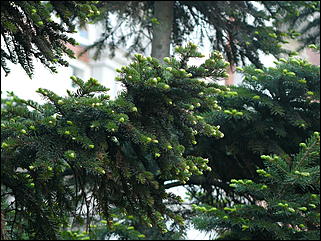 16 мая 2008 г., Барнаул   "Город сад"