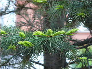 16 мая 2008 г., Барнаул   "Город сад"